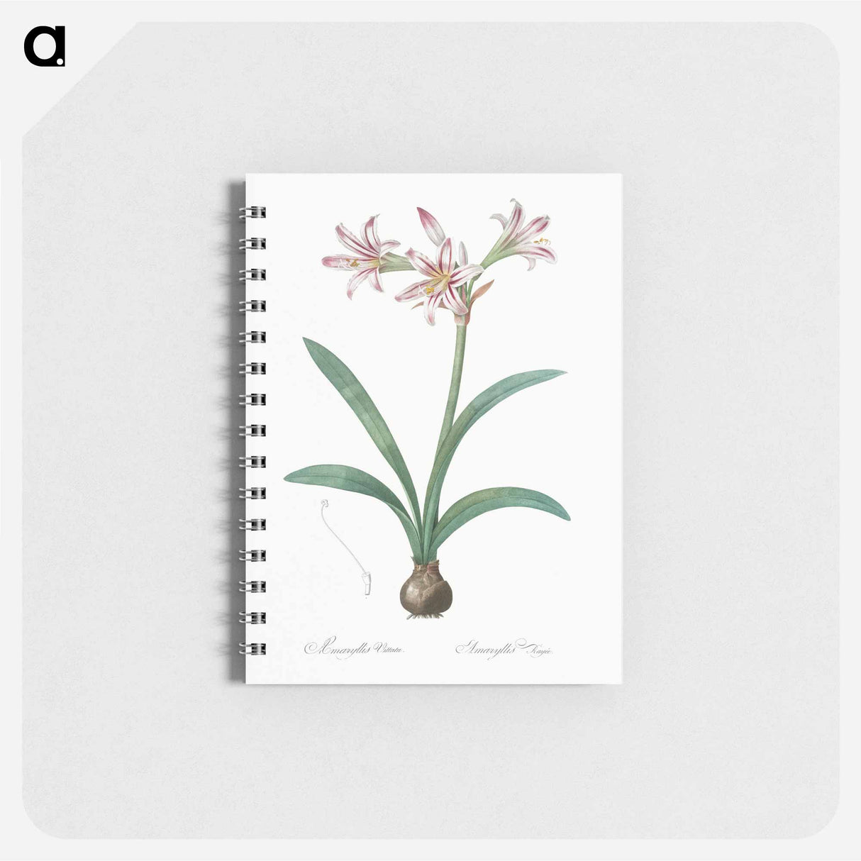 アートメモ帳-Amaryllis - ピエール ジョゼフ ルドゥーテ Memo.