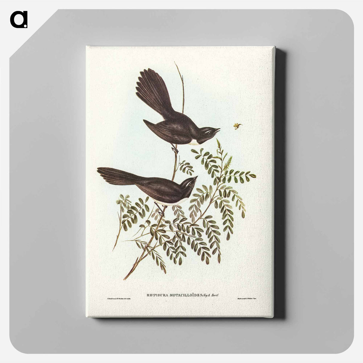 アートパネル-Black Fantailed Flycatcher
- ジョン グールド Canvas.