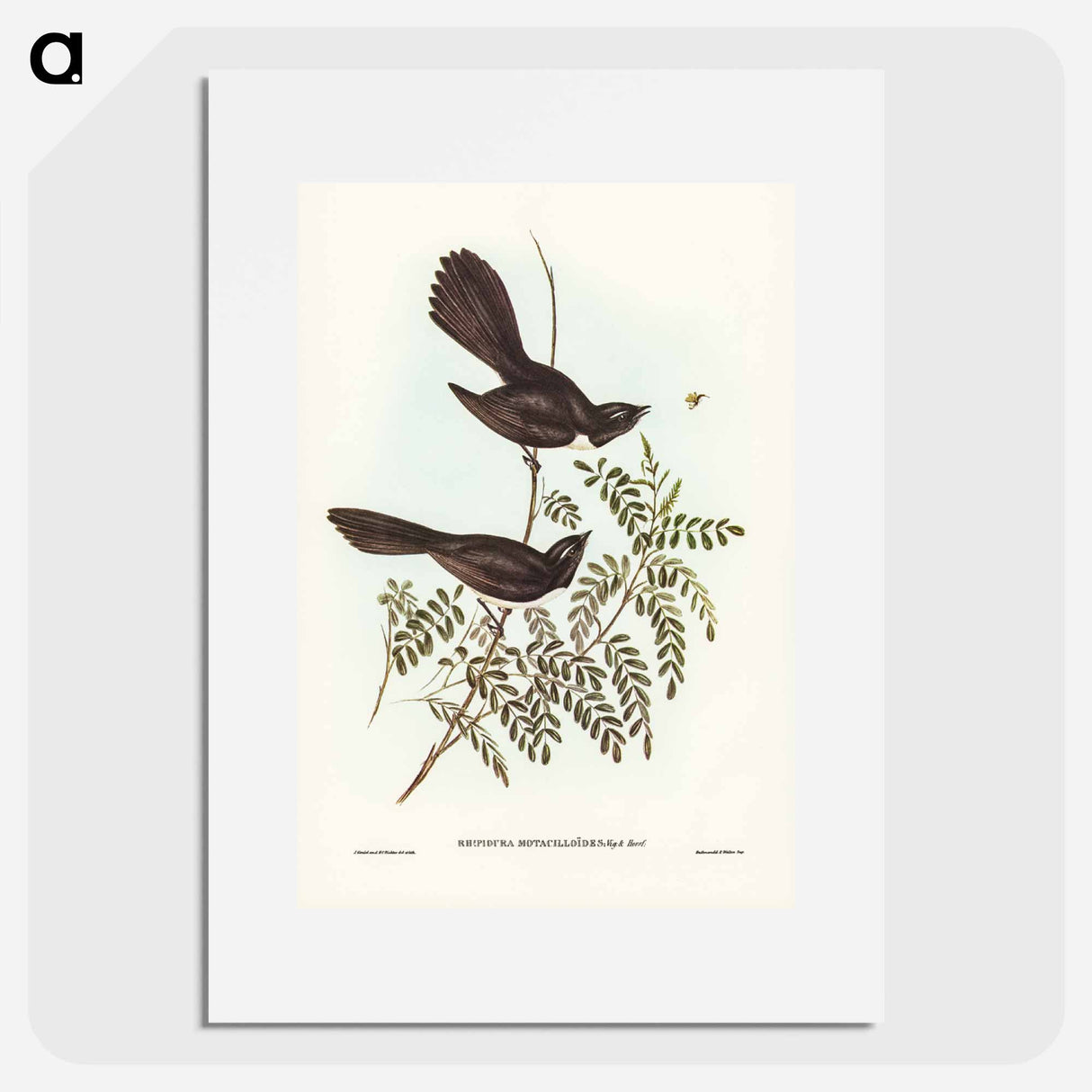 アートポスター-Black Fantailed Flycatcher
- ジョン グールド Poster.