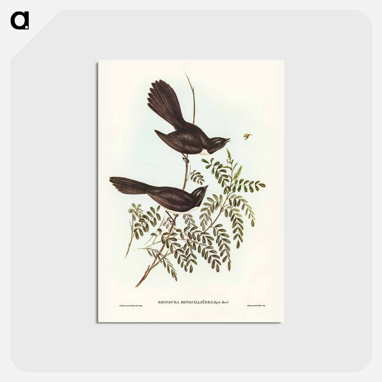 アートポストカード-Black Fantailed Flycatcher
- ジョン グールド Postcard.