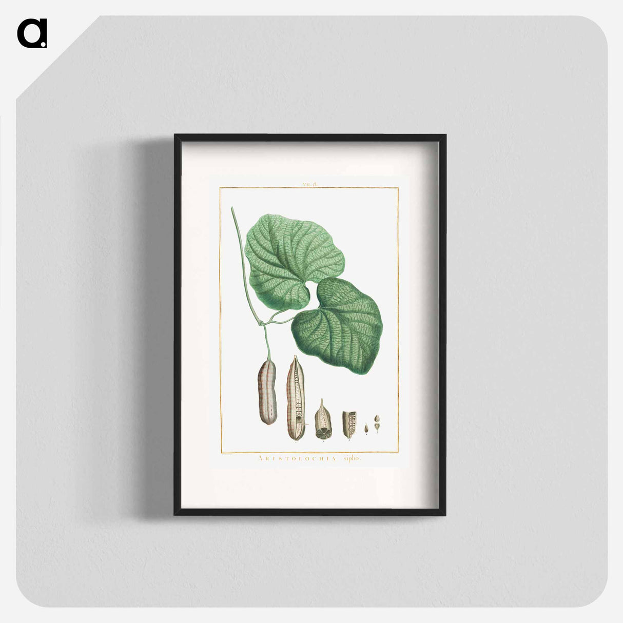 Aristolochia sipho - Pierre Joseph Redouté Poster.