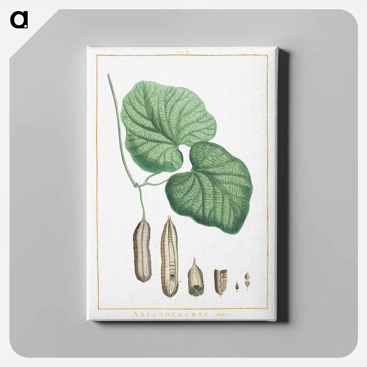 アートパネル-Aristolochia sipho - ピエール ジョゼフ ルドゥーテ Canvas.