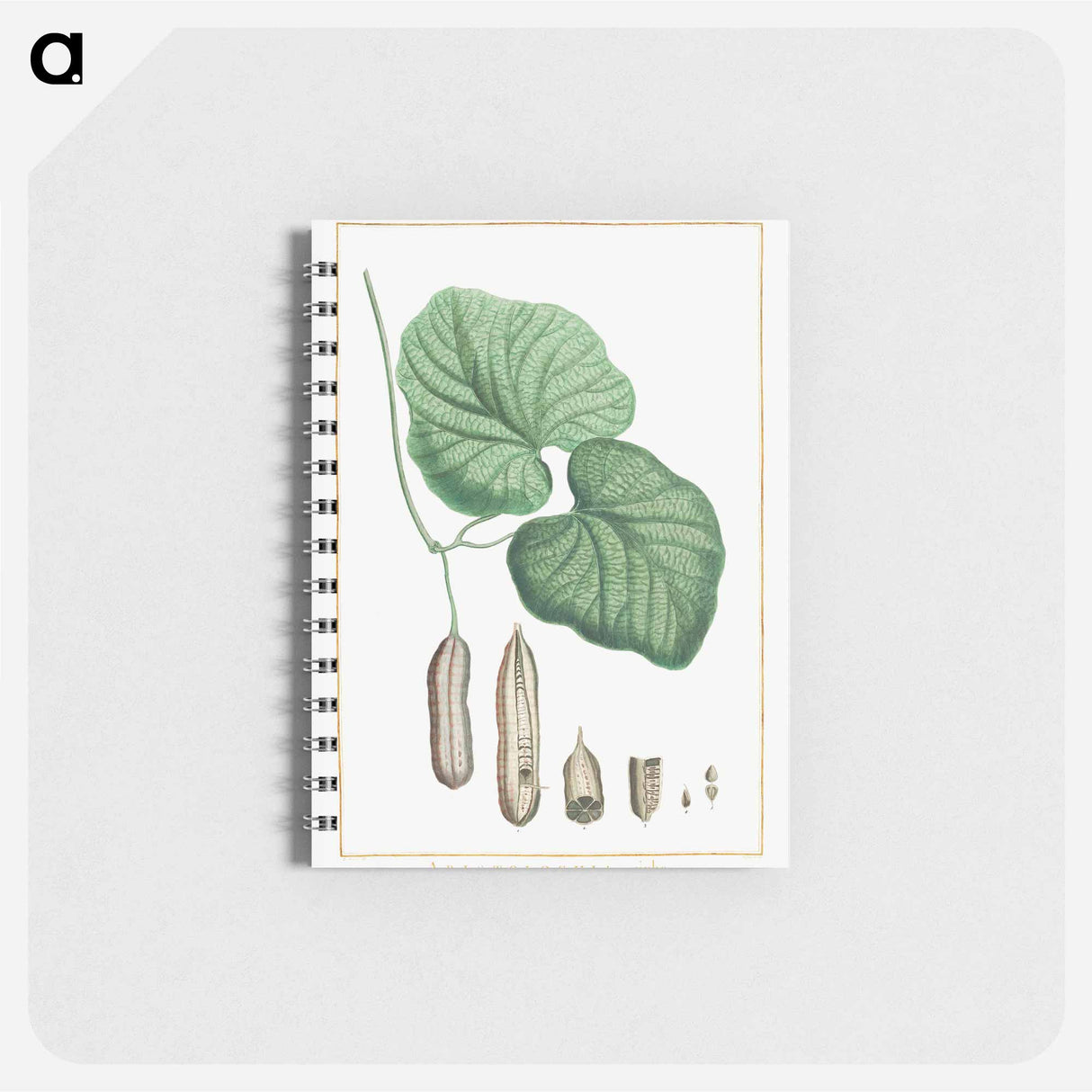 アートメモ帳-Aristolochia sipho - ピエール ジョゼフ ルドゥーテ Memo.