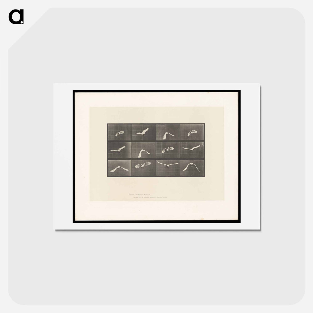 アートポストカード-Parrot in Flight
- エドワード マイブリッジ Postcard.