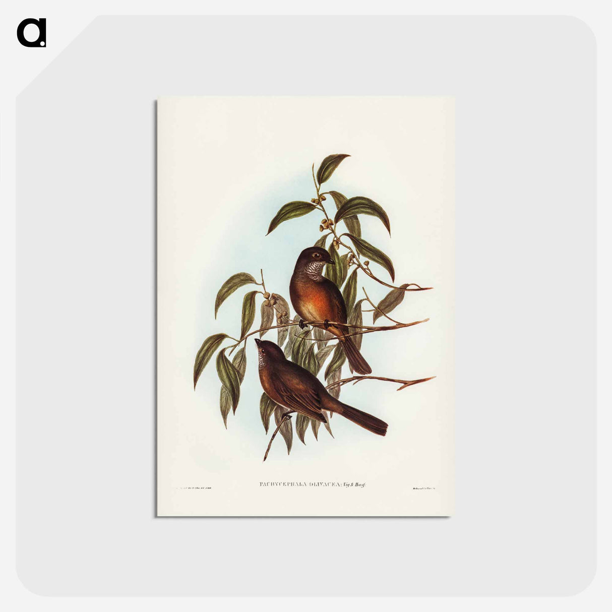 アートポストカード-Olivaceous Pachycephala
- ジョン グールド Postcard.