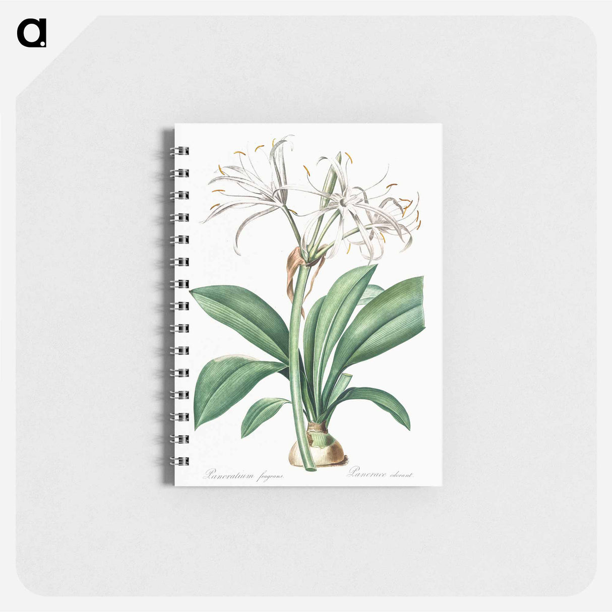 アートメモ帳-Spider lily illustration - ピエール ジョゼフ ルドゥーテ Memo.