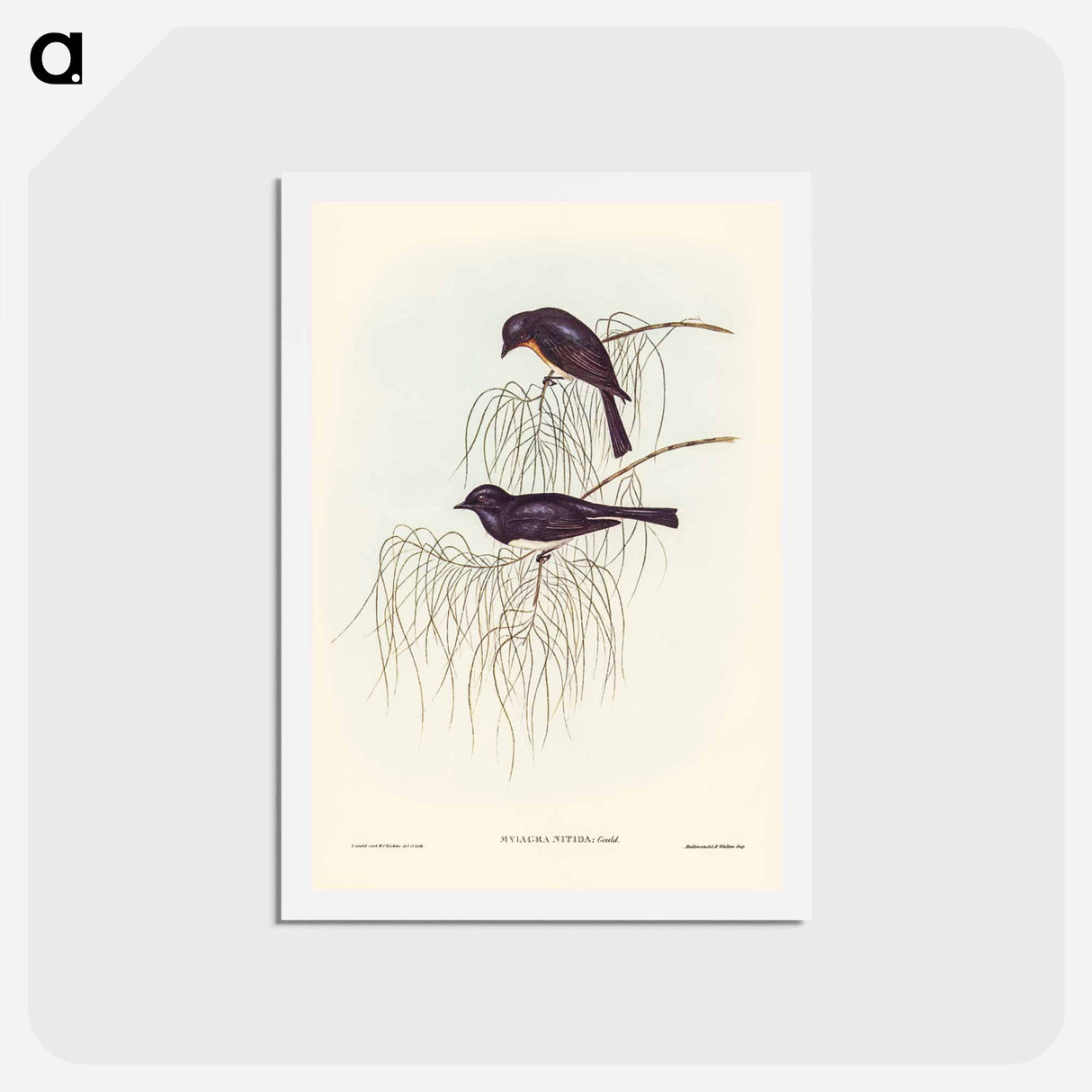 アートポストカード-Shining Flycatcher
- ジョン グールド Postcard.
