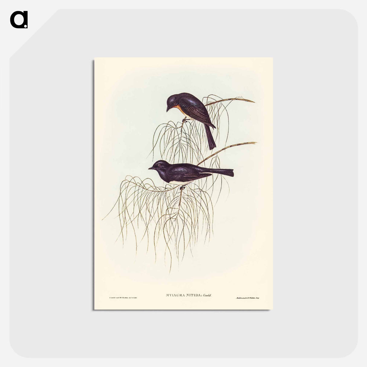 アートポストカード-Shining Flycatcher
- ジョン グールド Postcard.