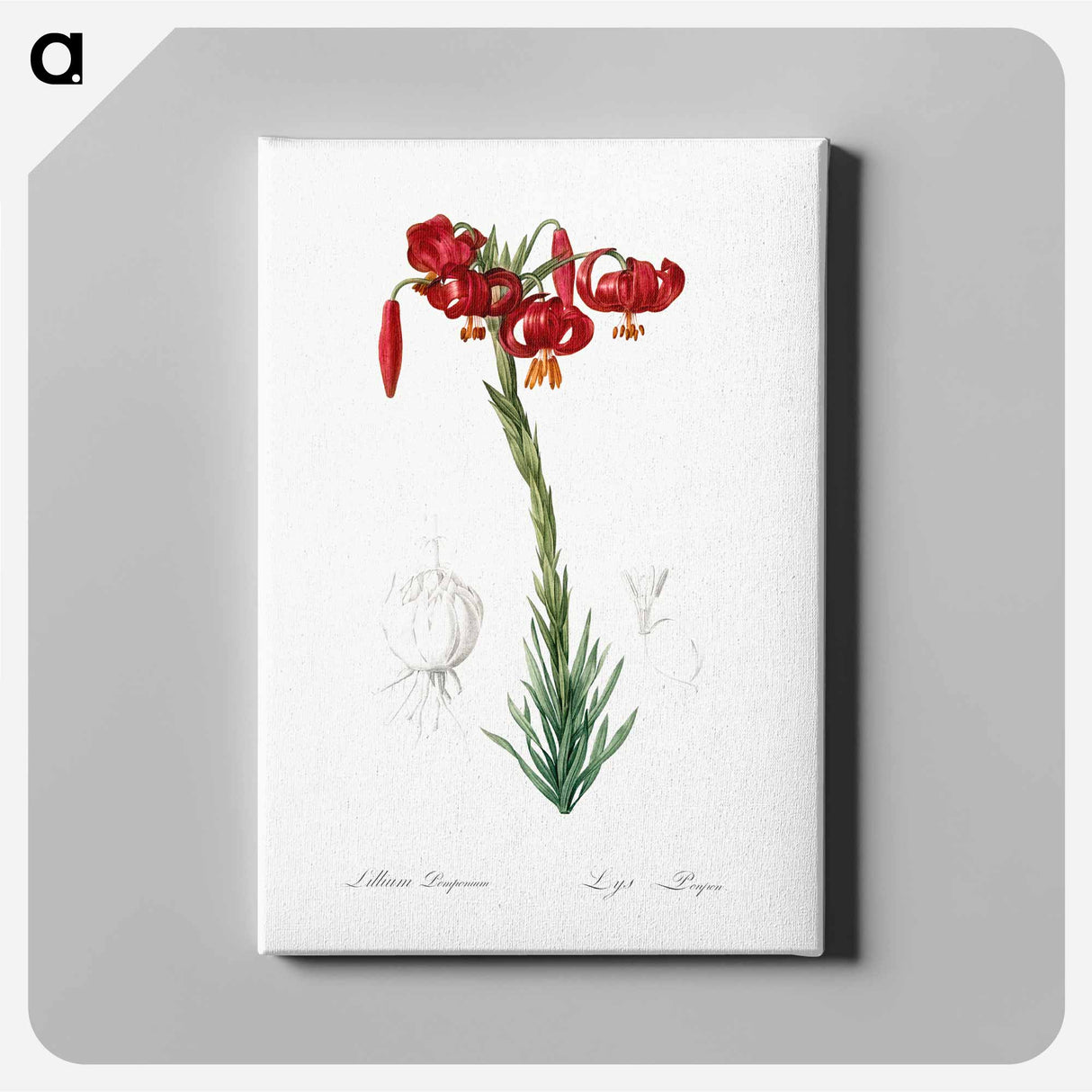 Lily illustration - Pierre Joseph Redouté Canvas.