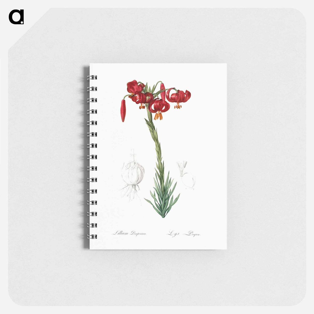 Lily illustration - ピエール ジョゼフ ルドゥーテ Memo.