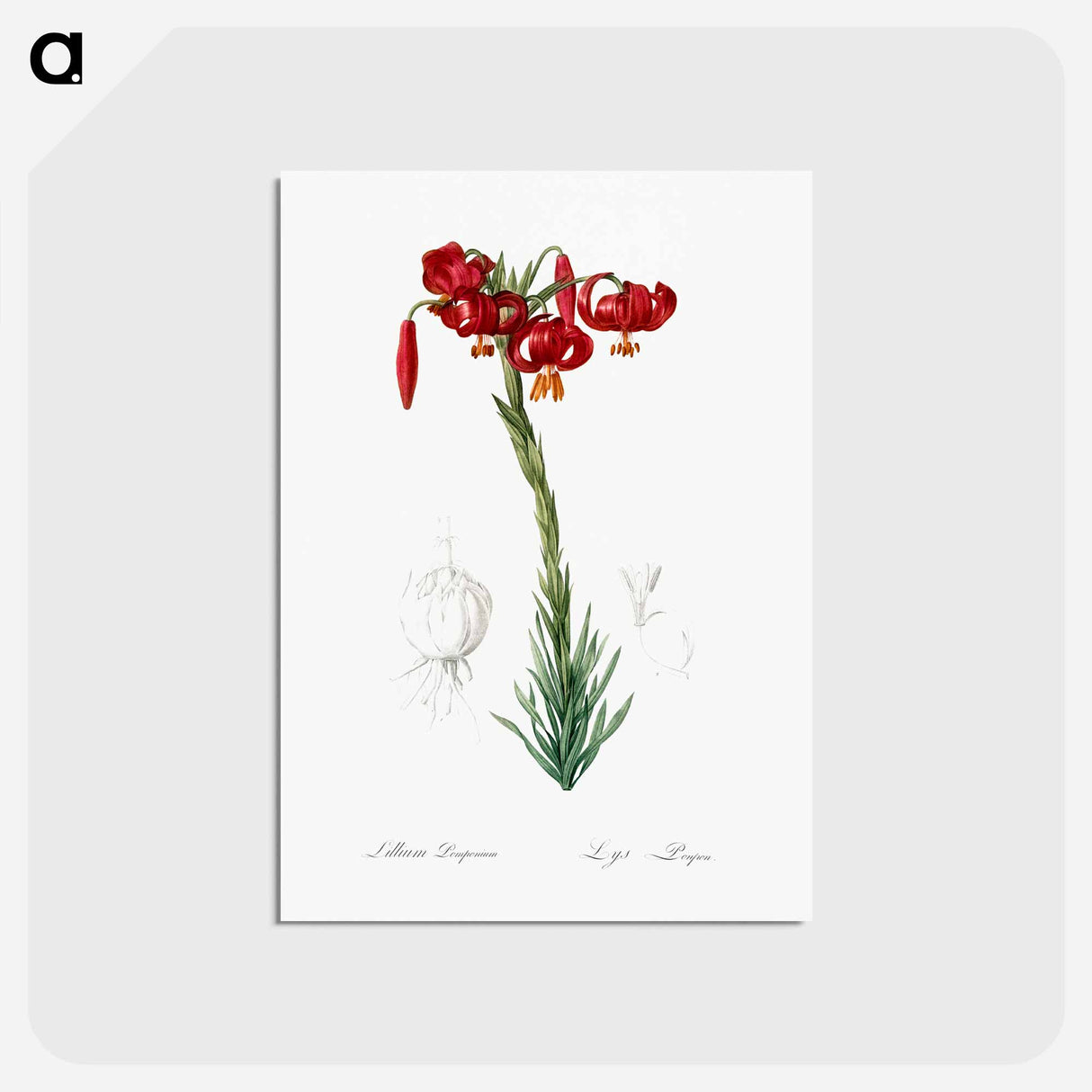 アートポストカード-Lily illustration - ピエール ジョゼフ ルドゥーテ Postcard.