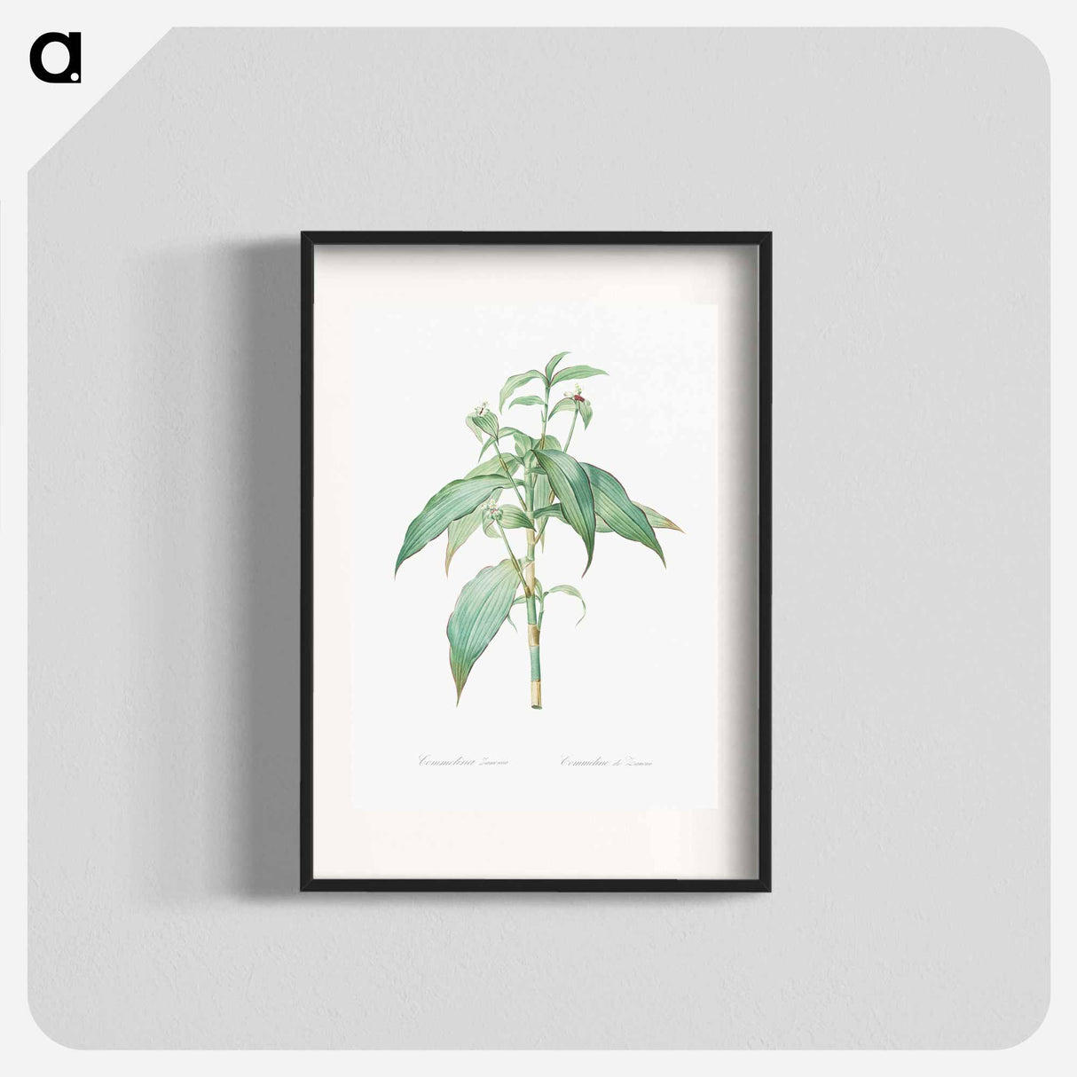 Commelina zanonia illustration - Pierre Joseph Redouté Poster.