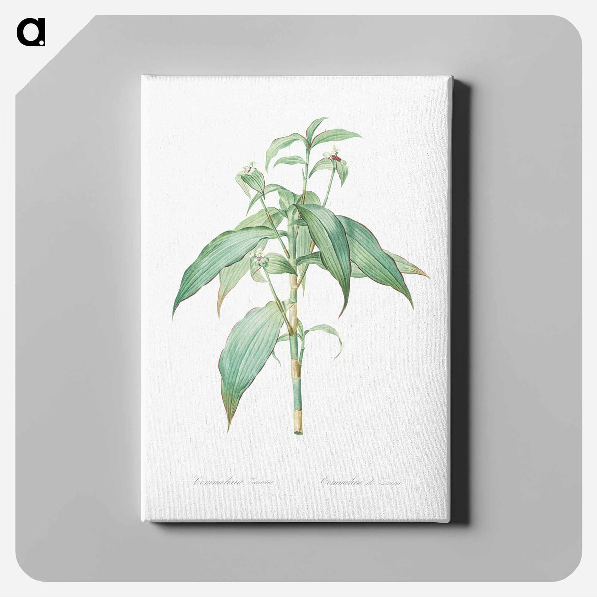 Commelina zanonia illustration - Pierre Joseph Redouté Canvas.