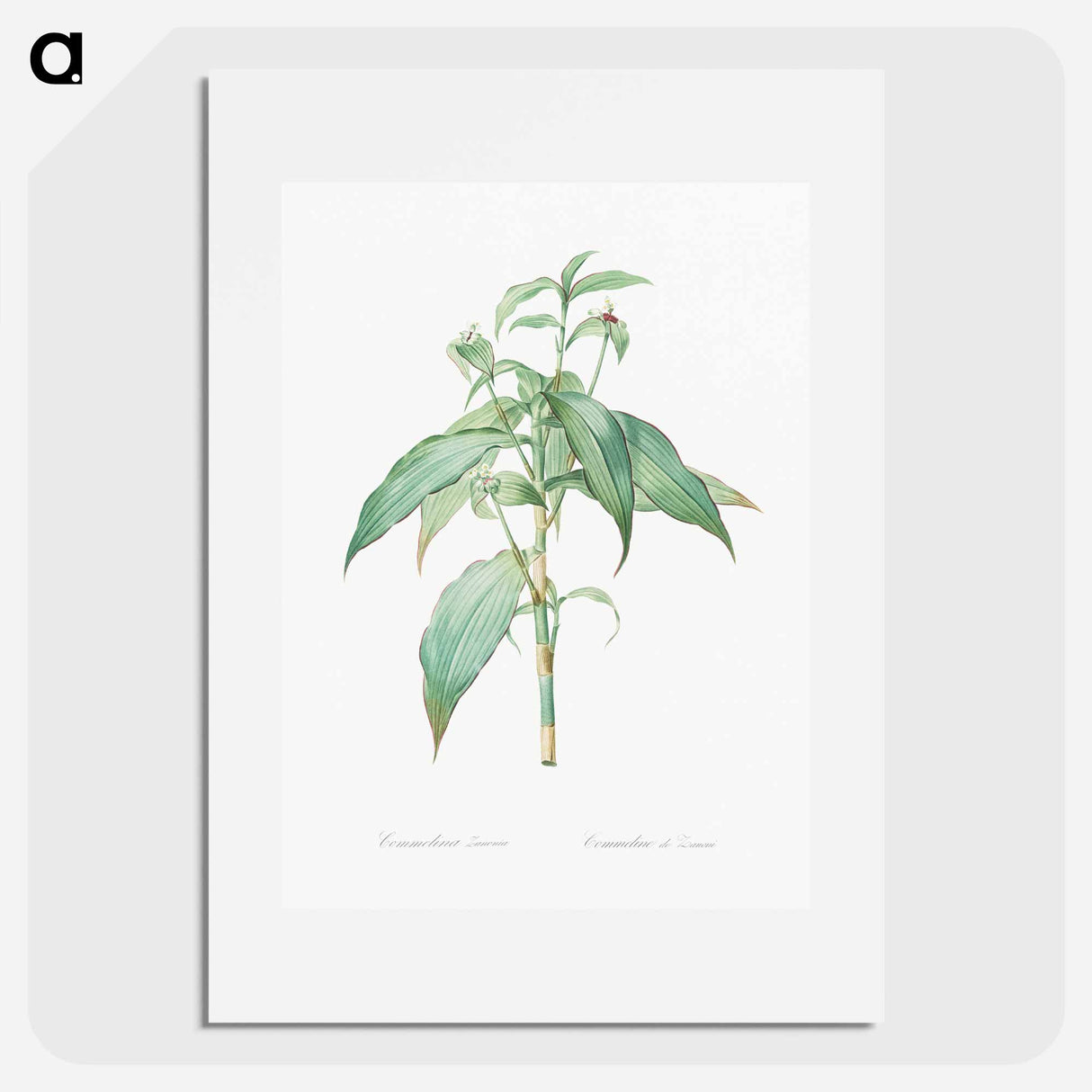 Commelina zanonia illustration - Pierre Joseph Redouté Poster.