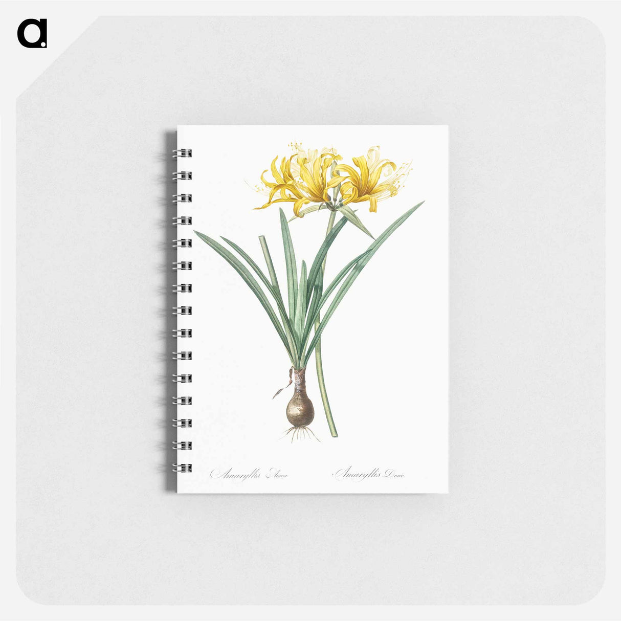 Golden Hurricane Lily - ピエール ジョゼフ ルドゥーテ Memo.