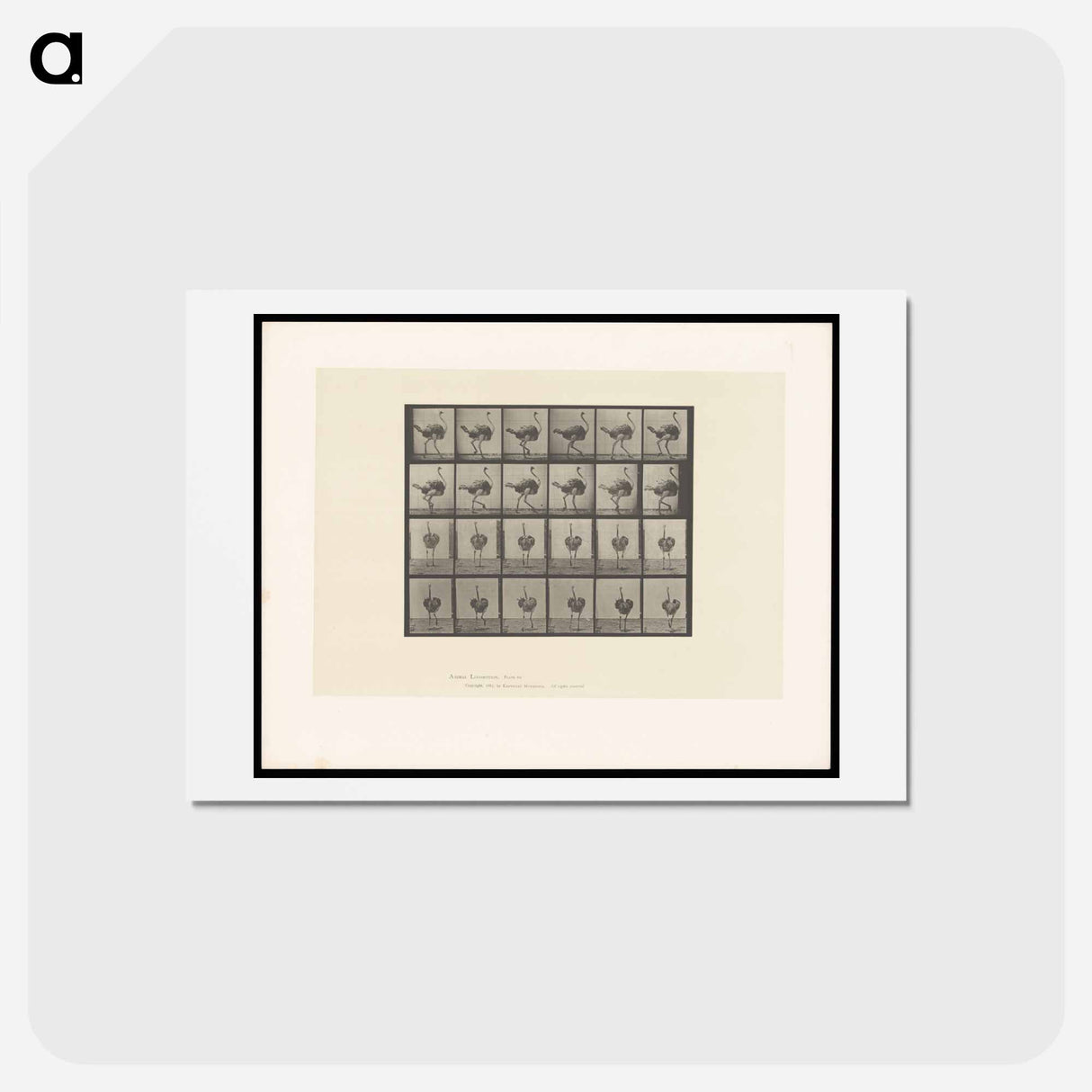 アートポストカード-Walking Ostrich
- エドワード マイブリッジ Postcard.