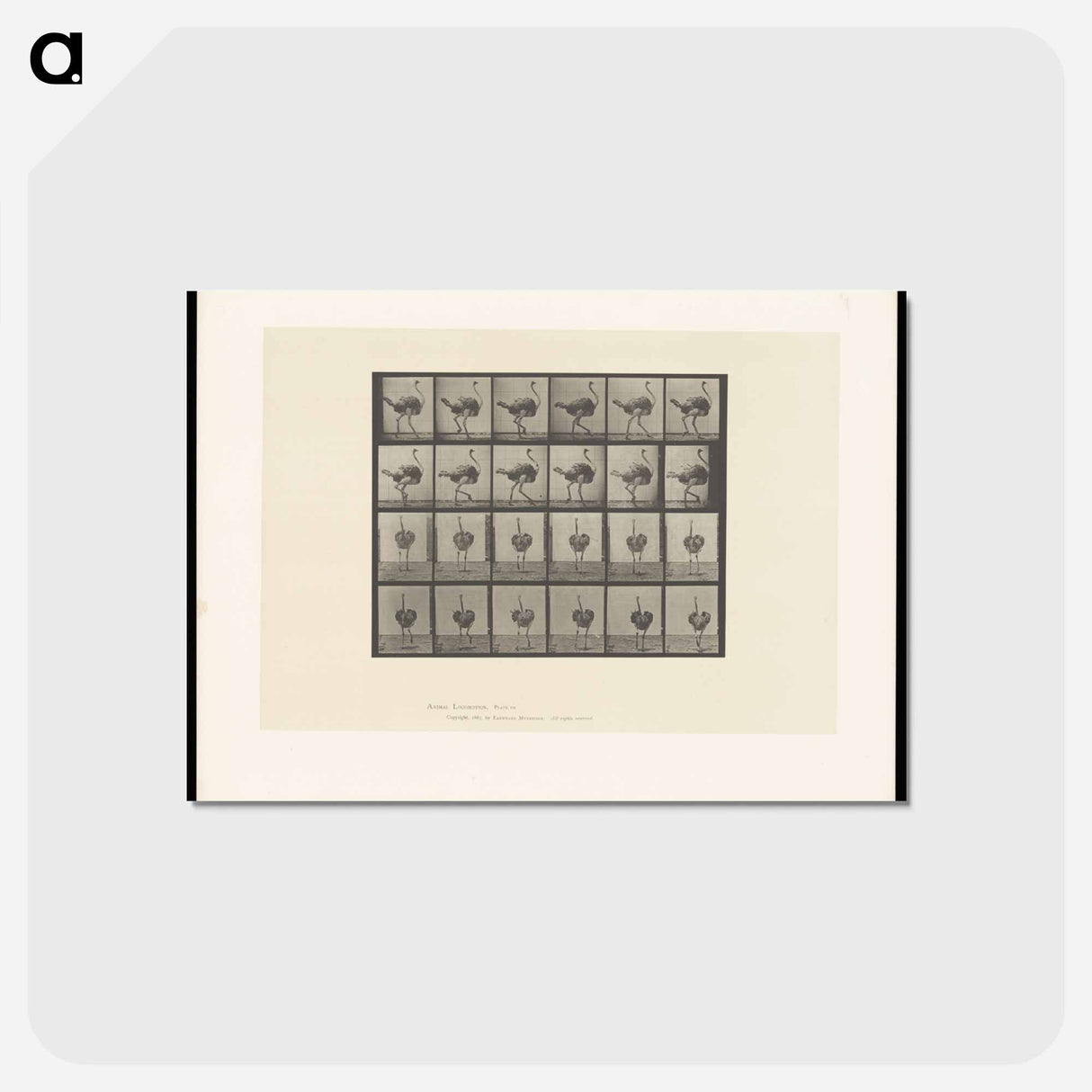 アートポストカード-Walking Ostrich
- エドワード マイブリッジ Postcard.