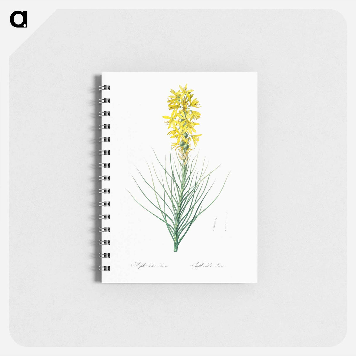 Yellow Asphodel - ピエール ジョゼフ ルドゥーテ Memo.