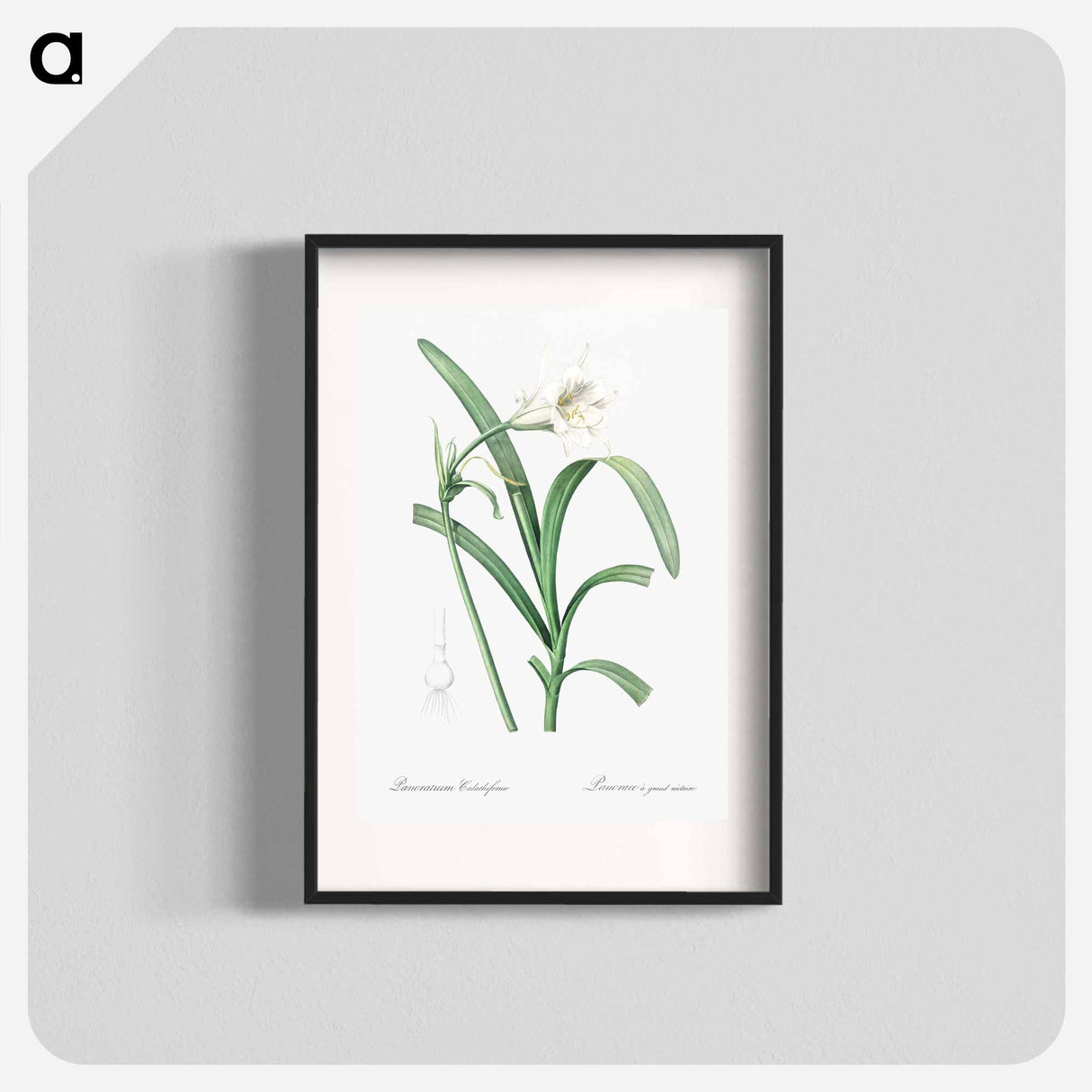 Peruvian daffodil illustration - Pierre Joseph Redouté Poster.