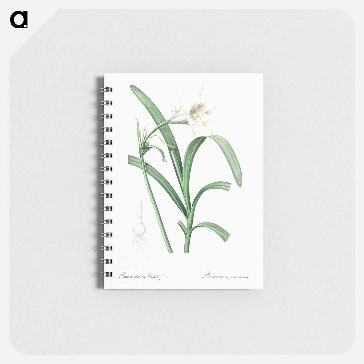 アートメモ帳-Peruvian daffodil illustration - ピエール ジョゼフ ルドゥーテ Memo.