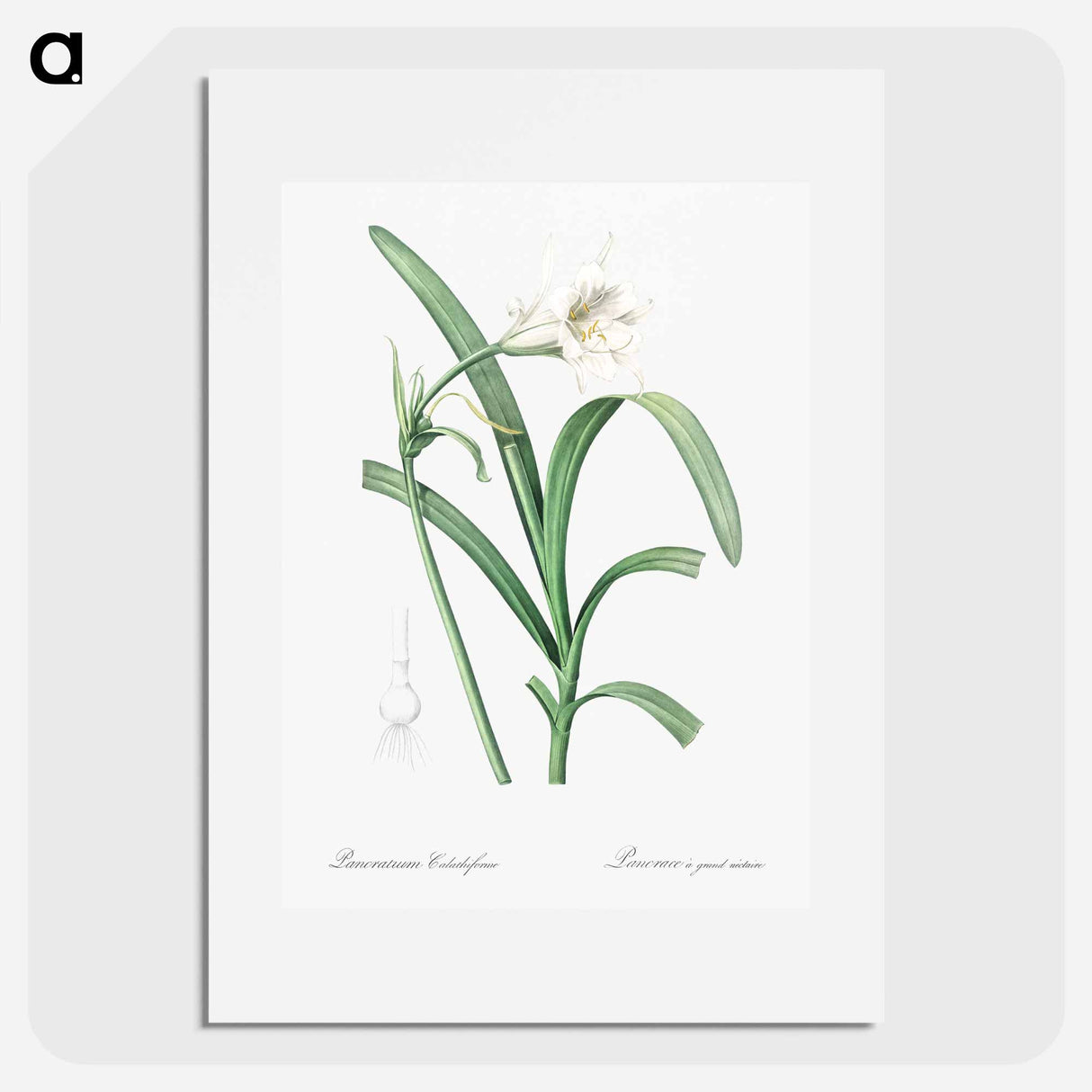 Peruvian daffodil illustration - Pierre Joseph Redouté Poster.