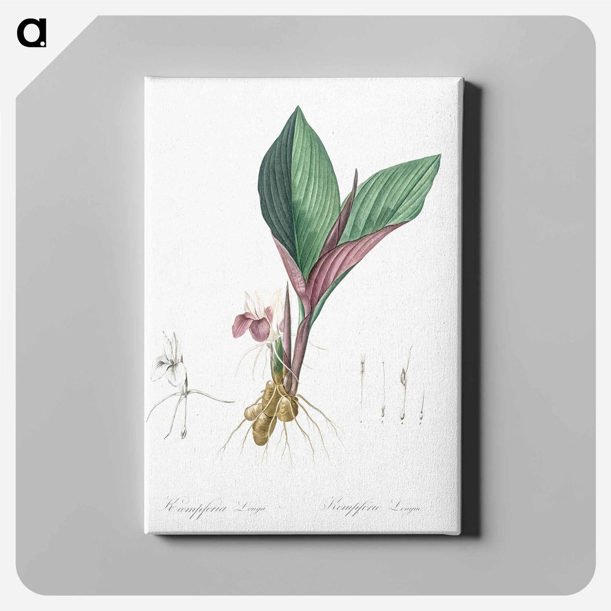 Koemferia longa illustration - Pierre Joseph Redouté Canvas.