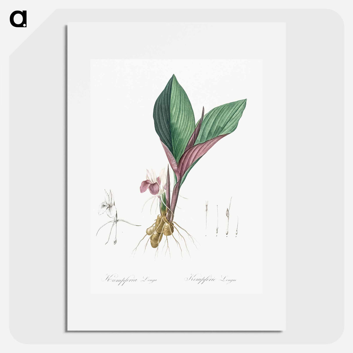 Koemferia longa illustration - Pierre Joseph Redouté Poster.