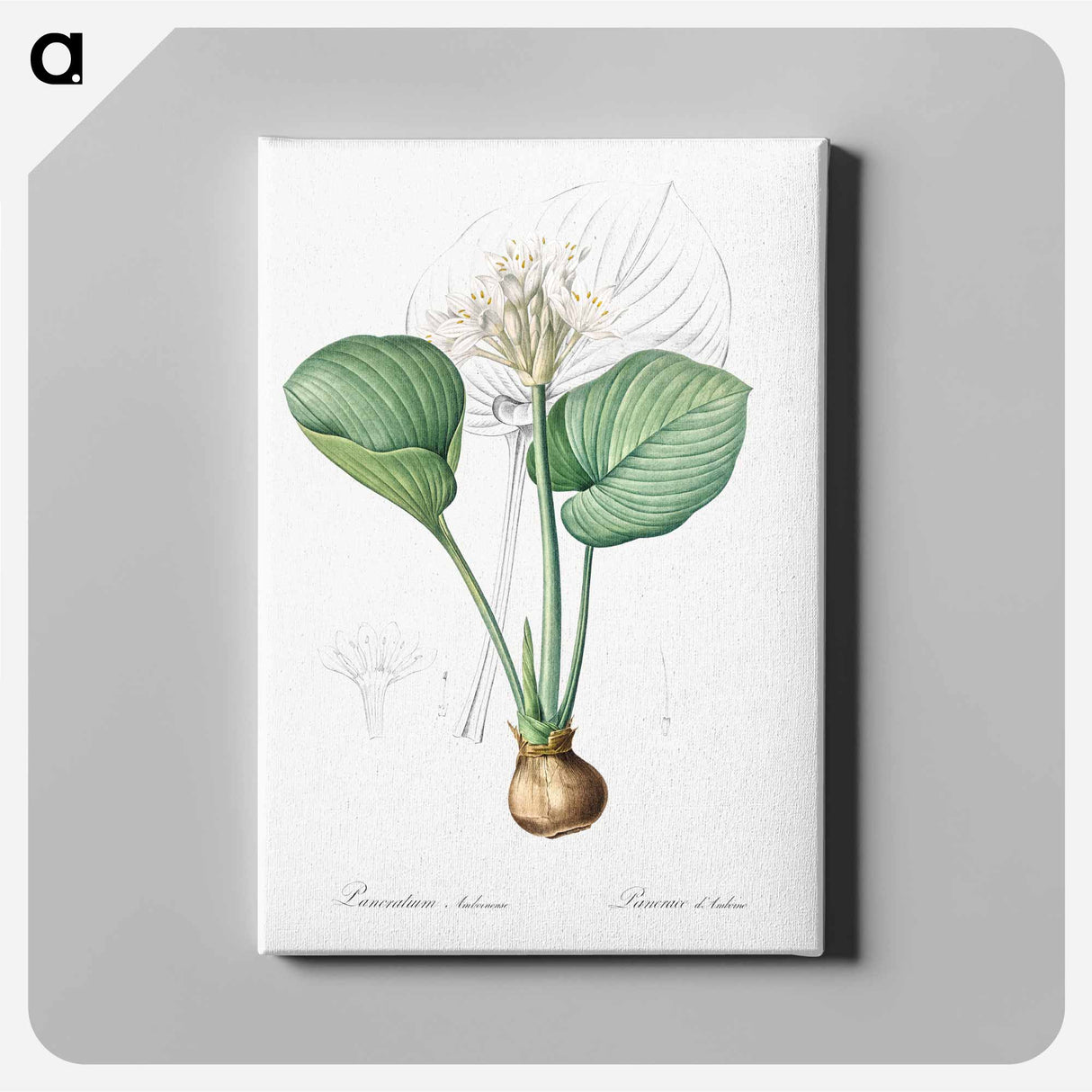 Cardwell lily illustration - Pierre Joseph Redouté Canvas.