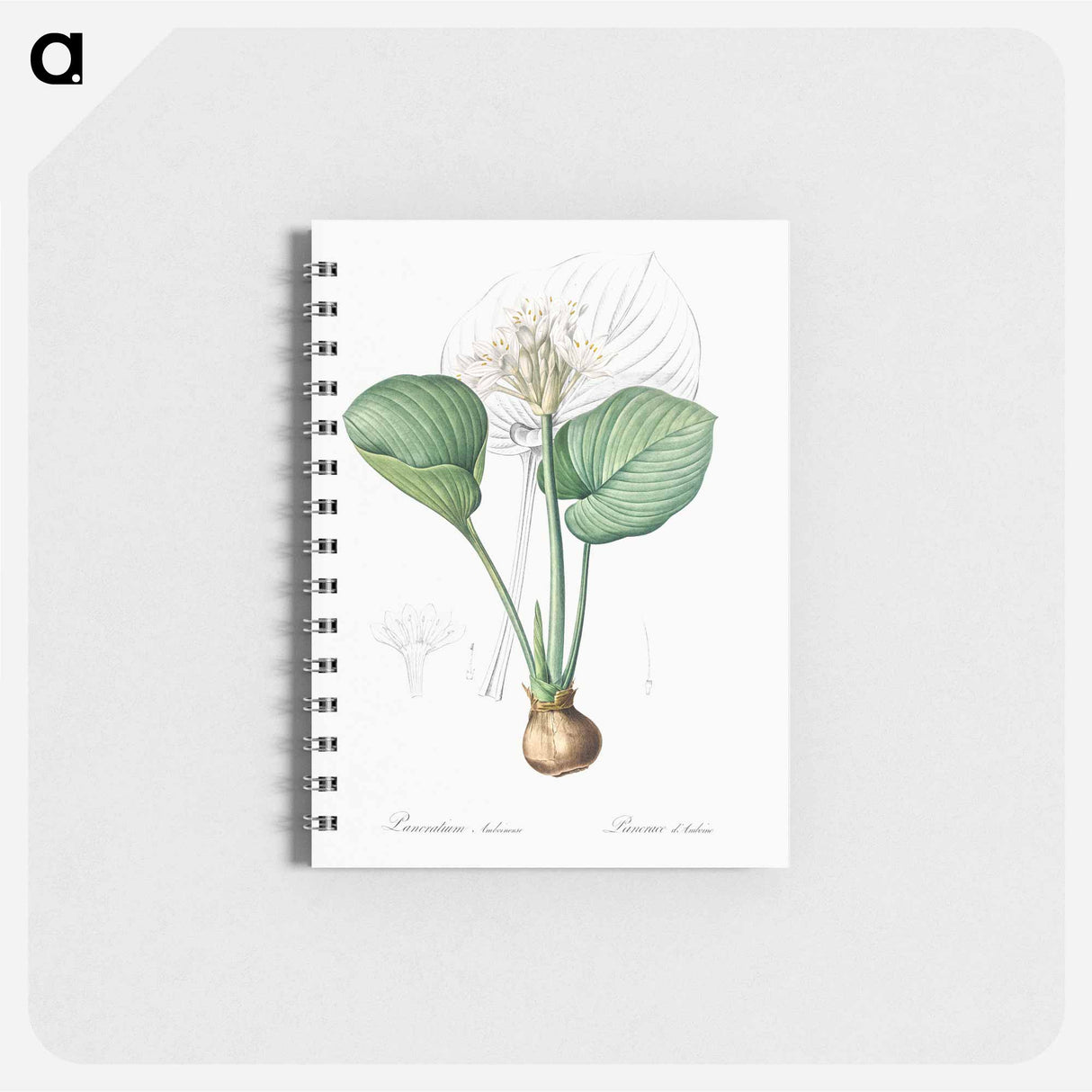 Cardwell lily illustration - ピエール ジョゼフ ルドゥーテ Memo.
