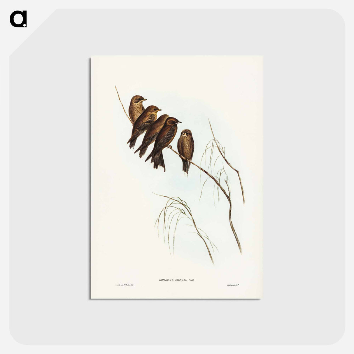 アートポストカード-Little Wood Swallow
- ジョン グールド Postcard.