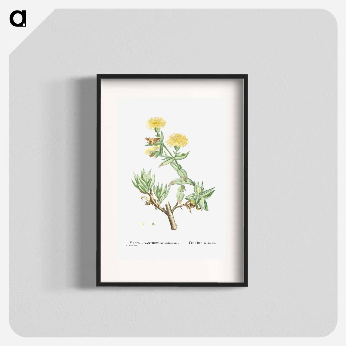 Mesembryanthemum Tortuosum (Kanna) - Pierre Joseph Redouté Poster.