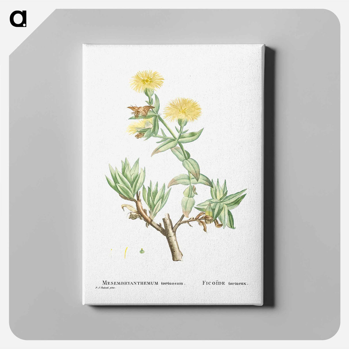 Mesembryanthemum Tortuosum (Kanna) - Pierre-Joseph Redouté Canvas.