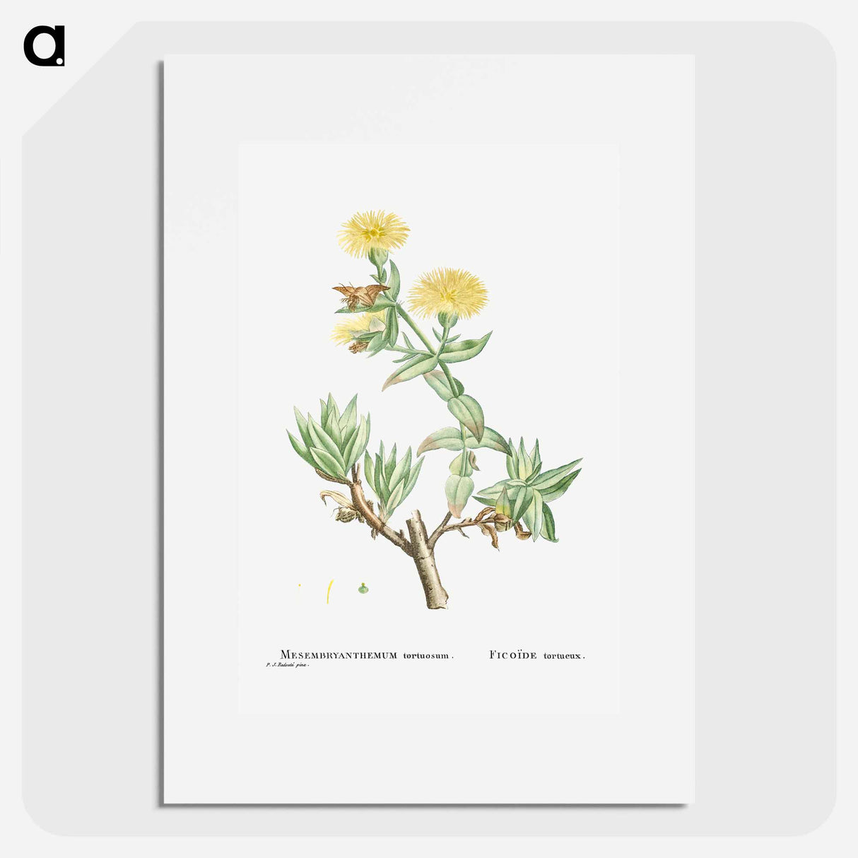 Mesembryanthemum Tortuosum (Kanna) - Pierre Joseph Redouté Poster.