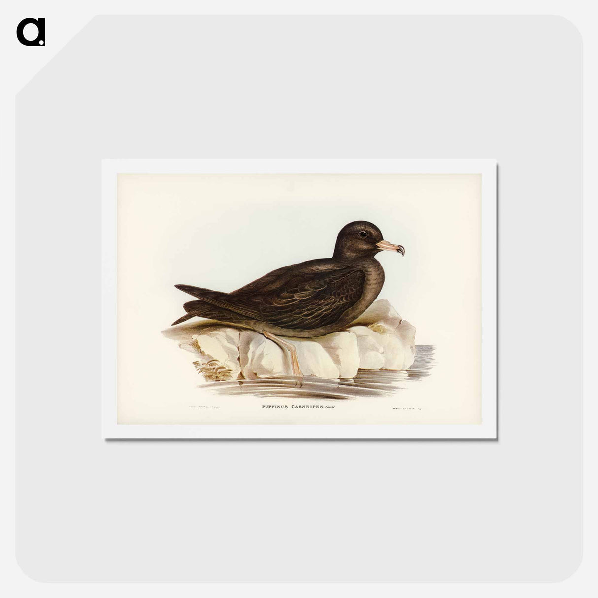 アートポストカード-Fleshy-footed Petrel
- ジョン グールド Postcard.