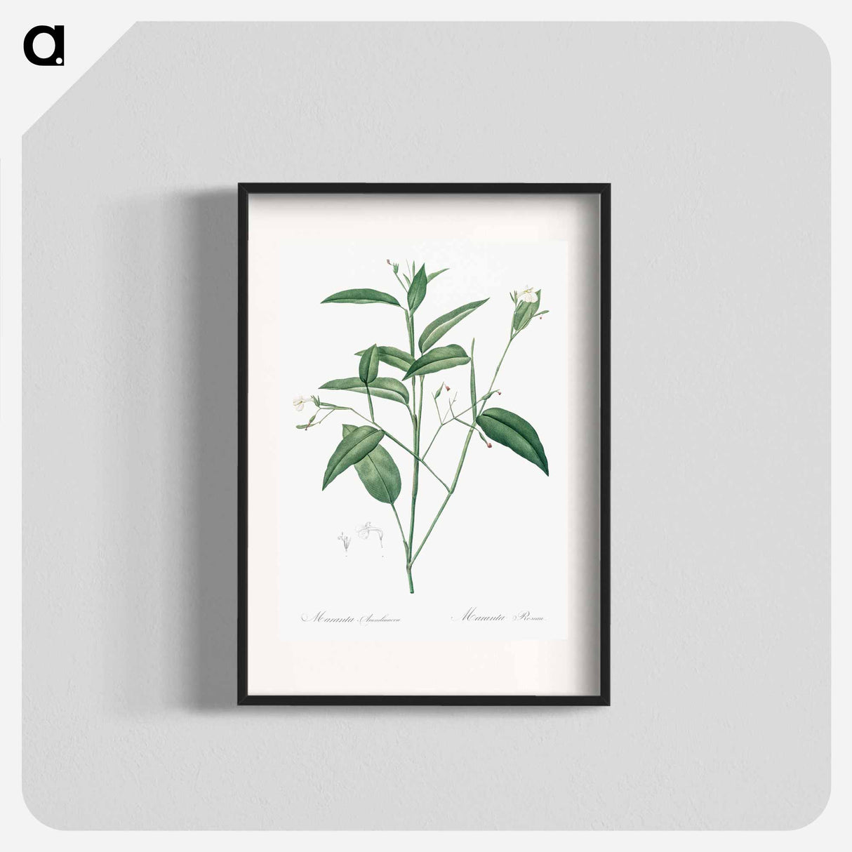 Maranta arundinacea illustration - Pierre Joseph Redouté Poster.