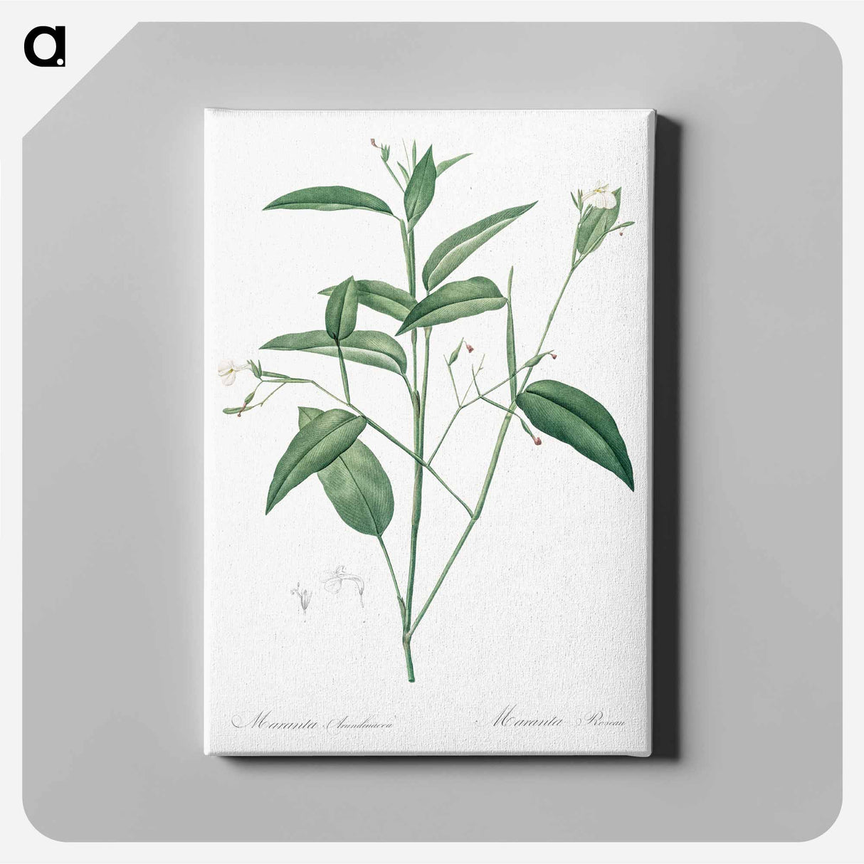 Maranta arundinacea illustration - Pierre-Joseph Redouté Canvas.