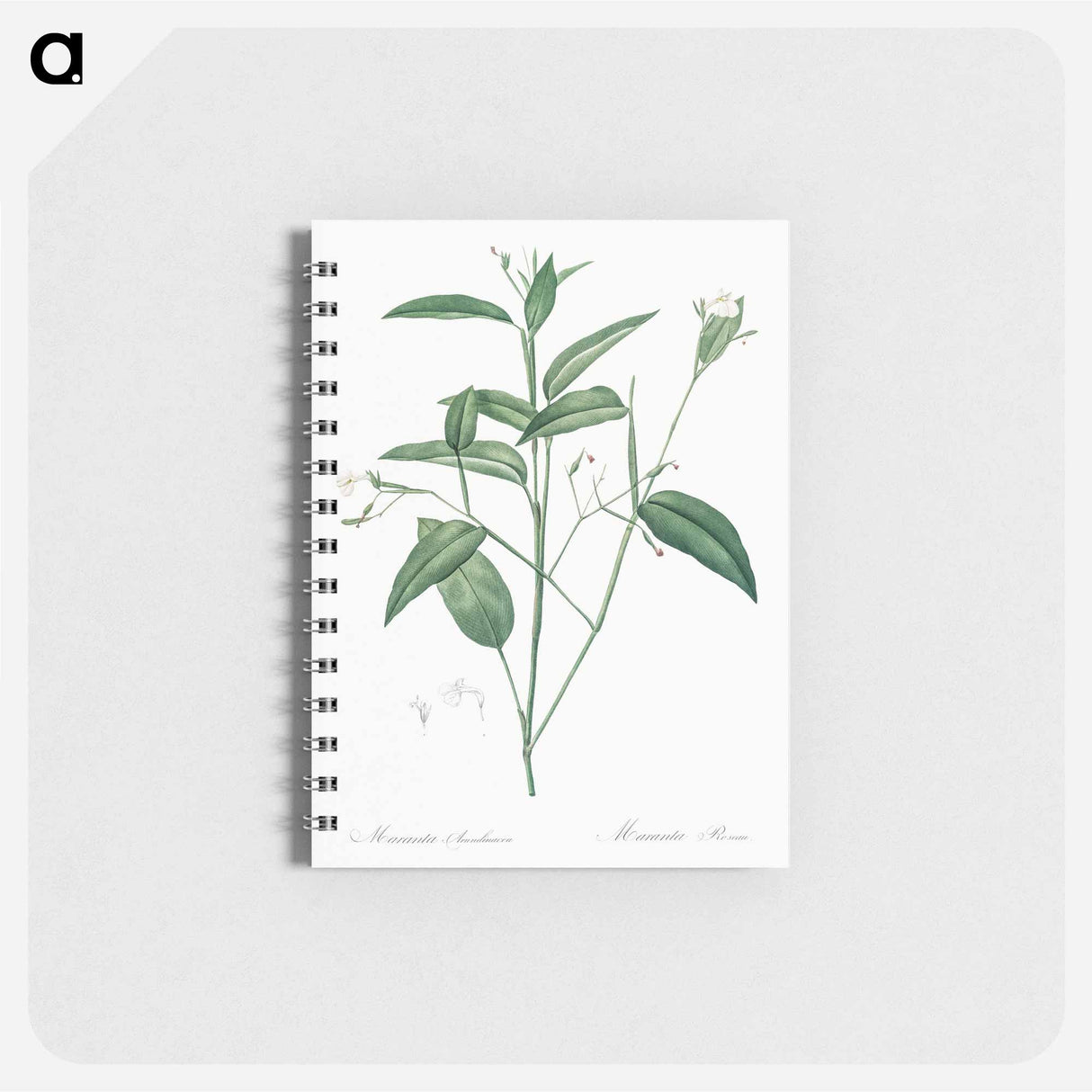 Maranta arundinacea illustration - ピエール ジョゼフ ルドゥーテ Memo.