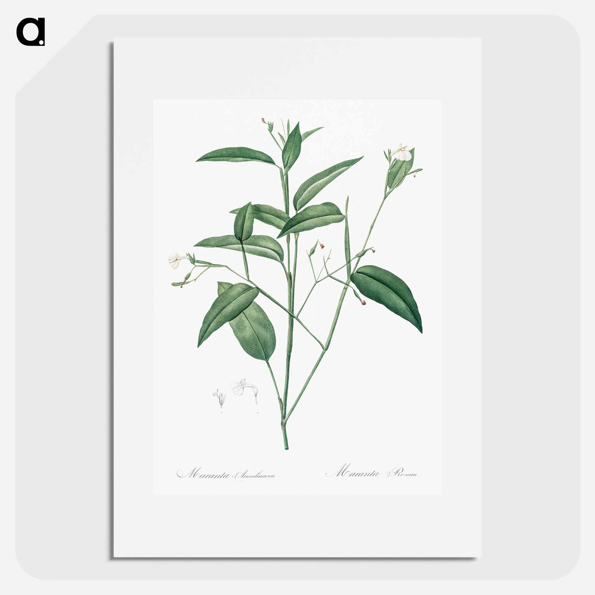 Maranta arundinacea illustration - Pierre Joseph Redouté Poster.