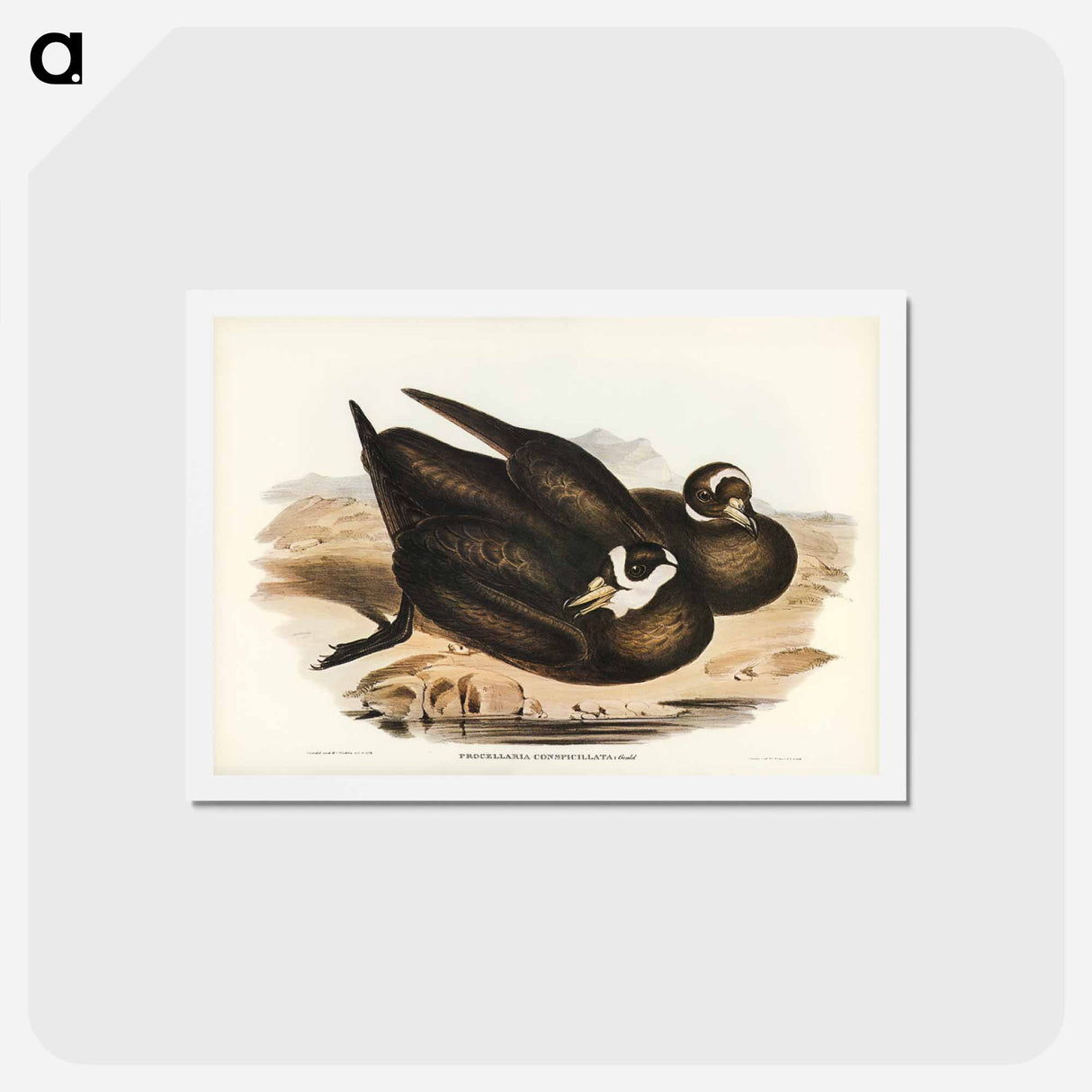 アートポストカード-Spectacled Petrel
- ジョン グールド Postcard.