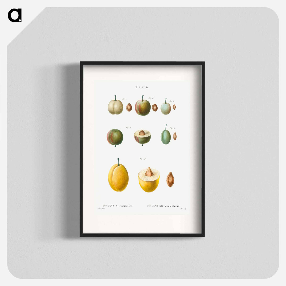 Common plums, Prunus domestafrom Traité des Arbres et Arbustes que l'on cultive en France en pleine terre - Pierre-Joseph Redouté Poster.