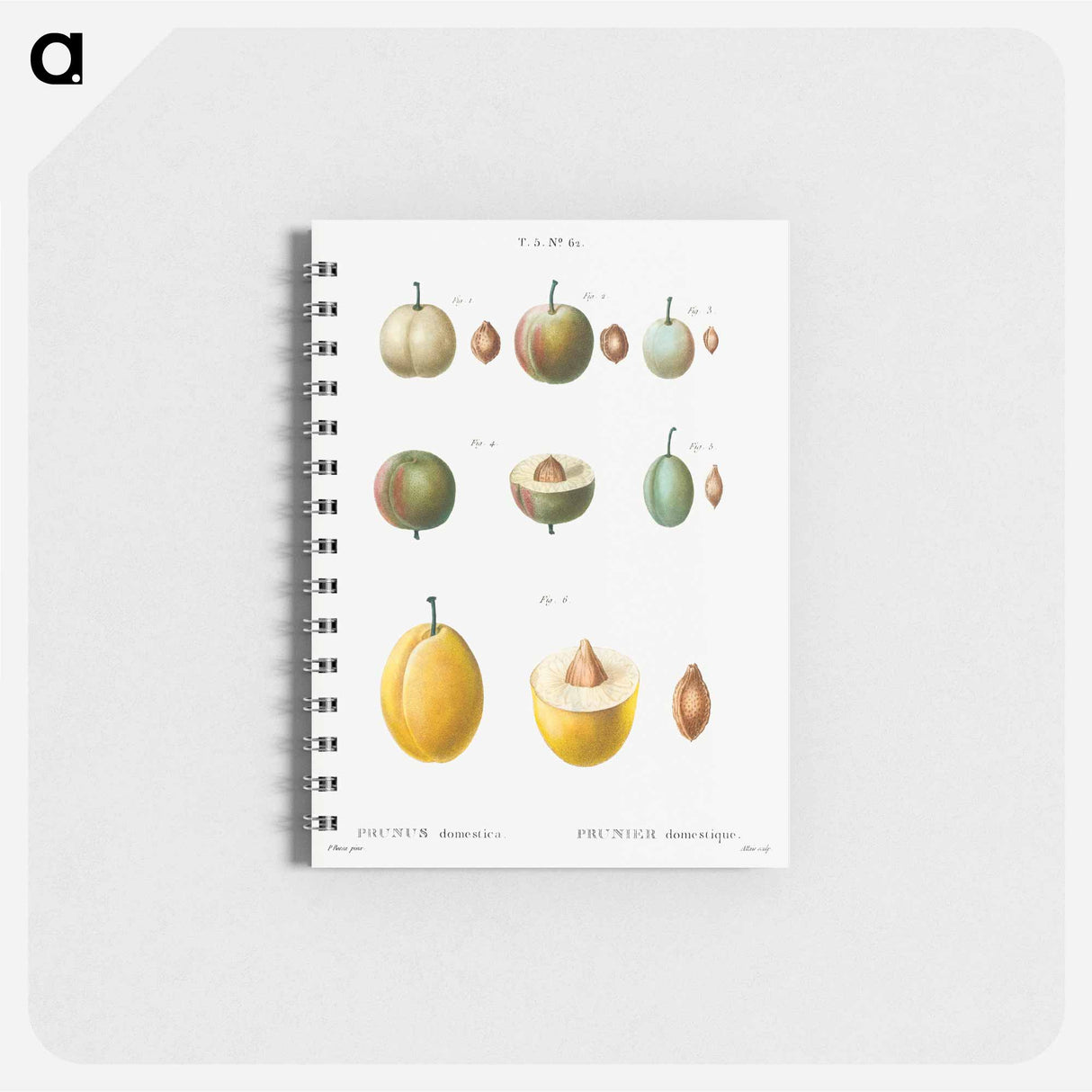 Common plums, Prunus domestafrom Traité des Arbres et Arbustes que l’on cultive en France en pleine terre - ピエール ジョゼフ ルドゥーテ Memo.