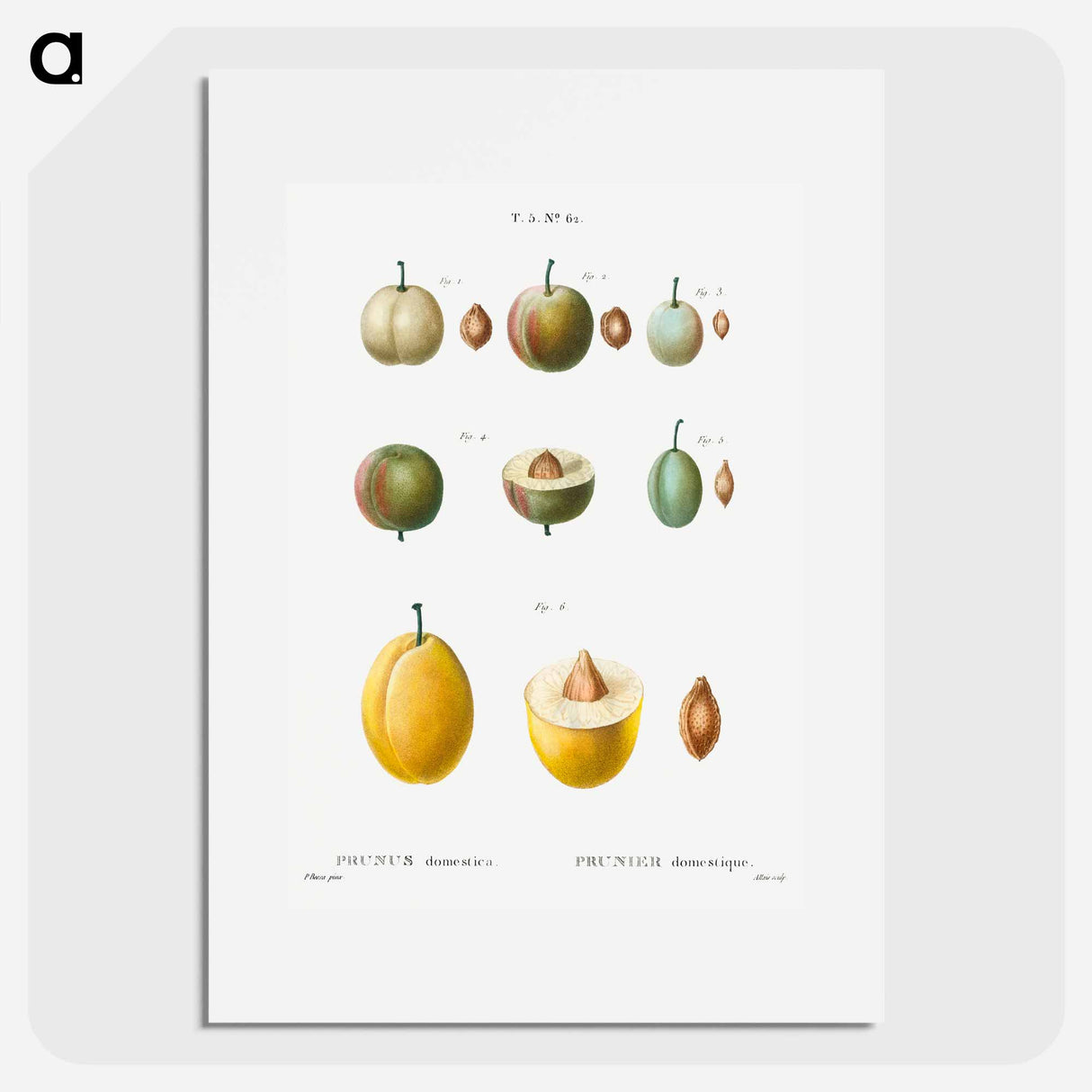 Common plums, Prunus domestafrom Traité des Arbres et Arbustes que l'on cultive en France en pleine terre - Pierre-Joseph Redouté Poster.