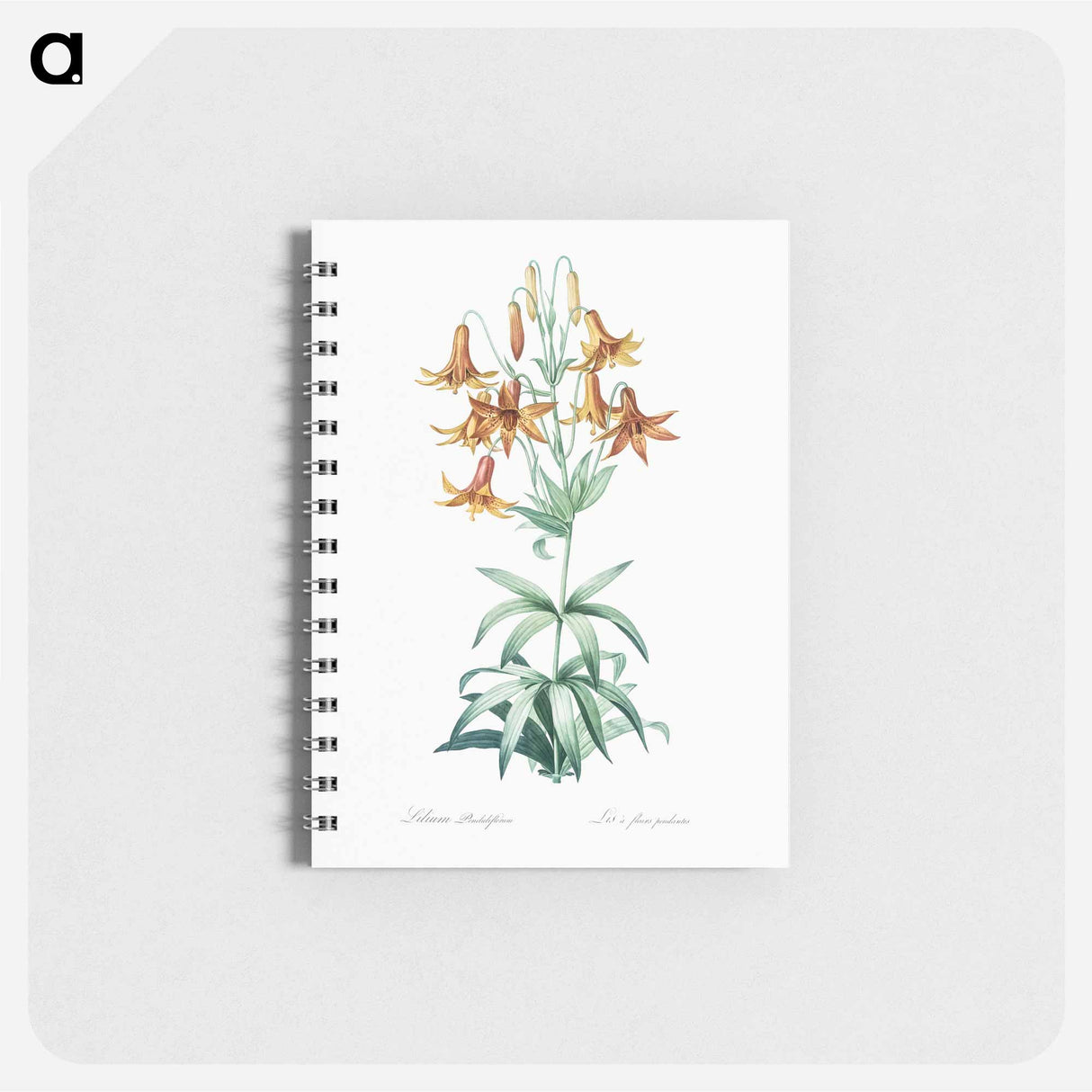 アートメモ帳-Canada lily illustration - ピエール ジョゼフ ルドゥーテ Memo.