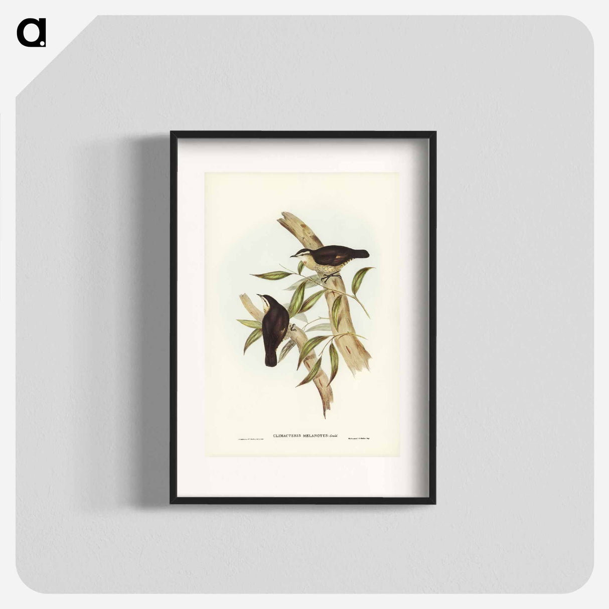 アートポスター-Black-backed Tree-Creeper
- ジョン グールド Poster.