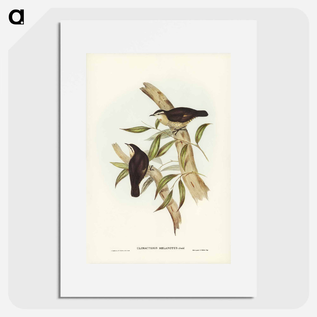 アートポスター-Black-backed Tree-Creeper
- ジョン グールド Poster.
