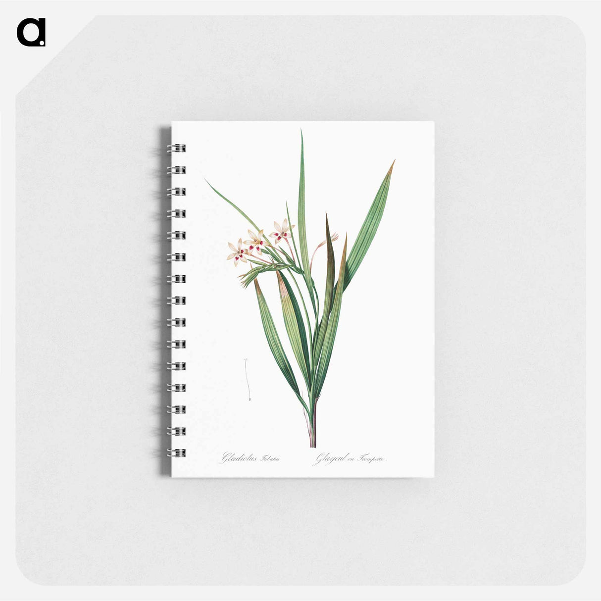 White baboon-root illustration - ピエール ジョゼフ ルドゥーテ Memo.