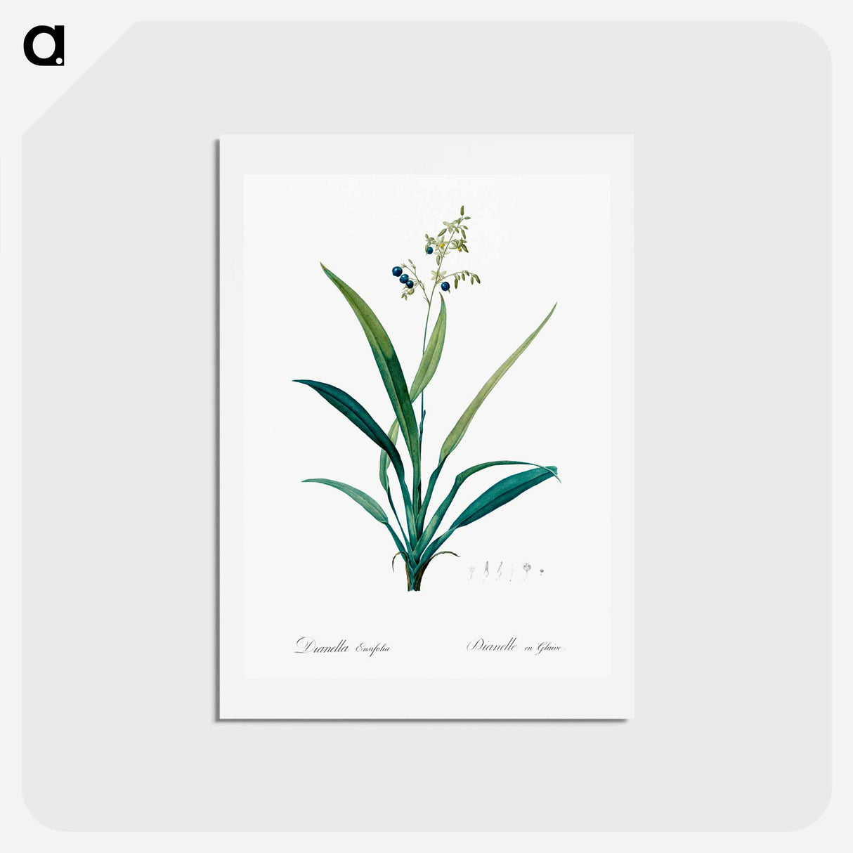 アートポストカード-Flax lilies - ピエール ジョゼフ ルドゥーテ Postcard.