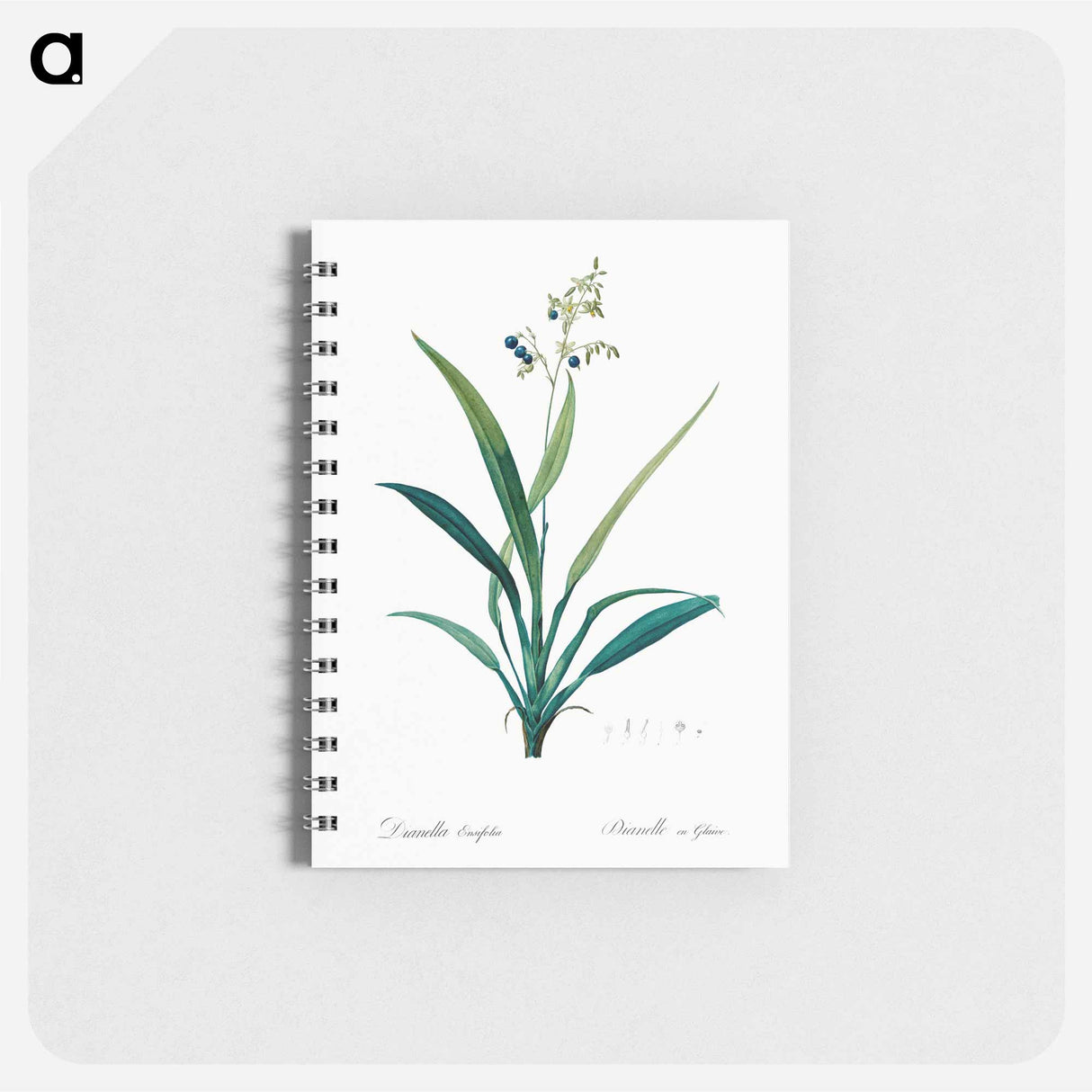 アートメモ帳-Flax lilies - ピエール ジョゼフ ルドゥーテ Memo.