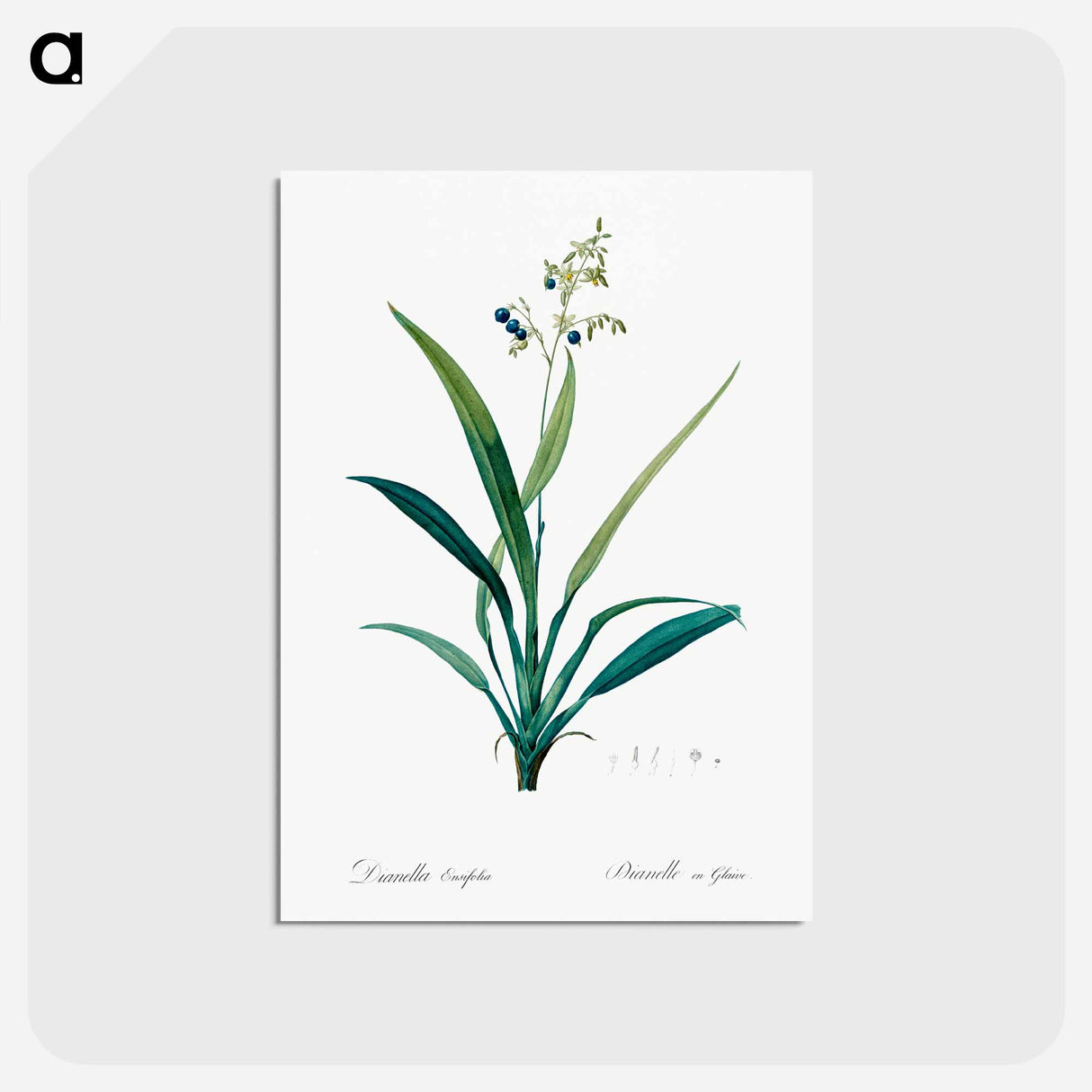 アートポストカード-Flax lilies - ピエール ジョゼフ ルドゥーテ Postcard.