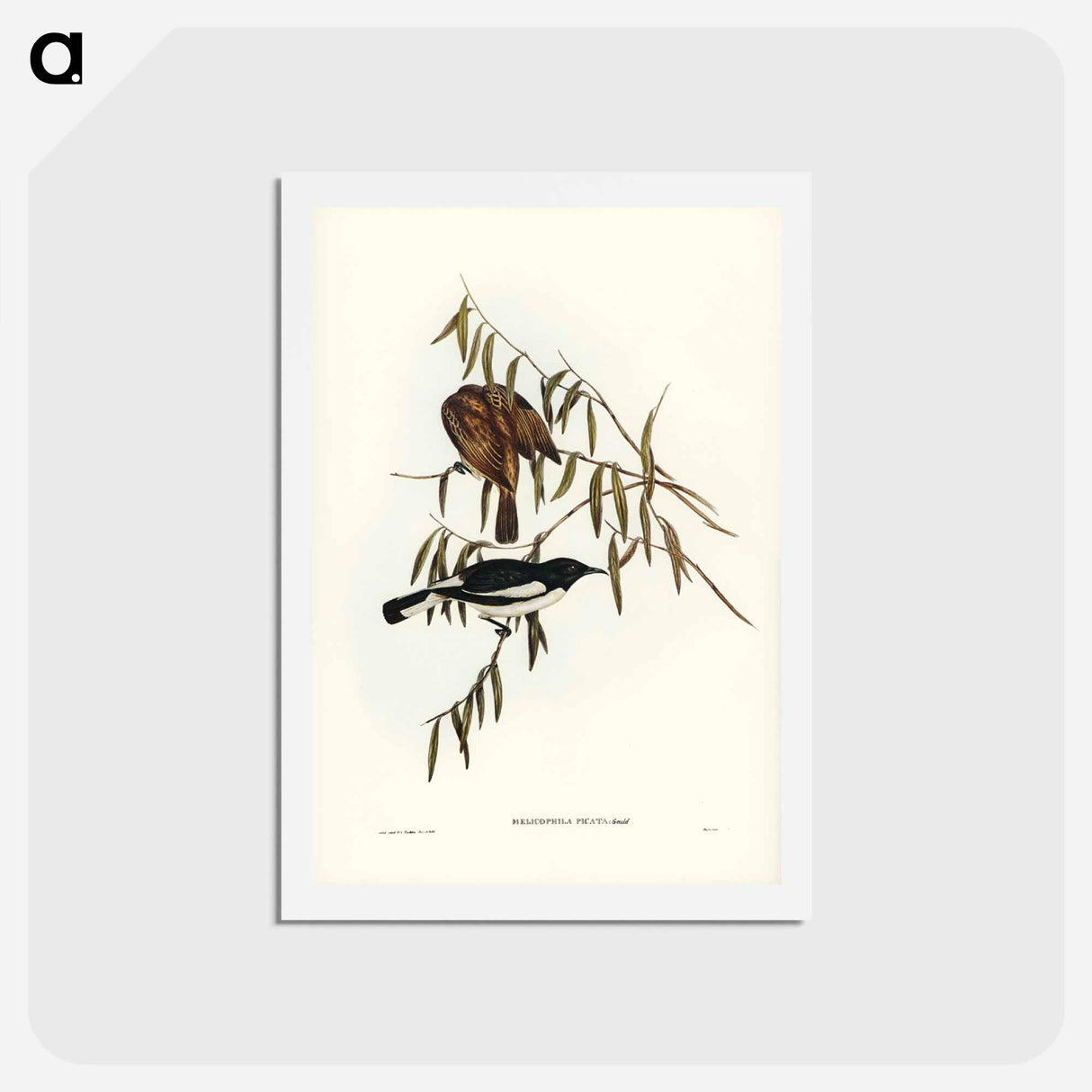 アートポストカード-Pied Honey-eater
- ジョン グールド Postcard.
